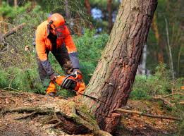 How Our Tree Care Process Works  in Parole, MD